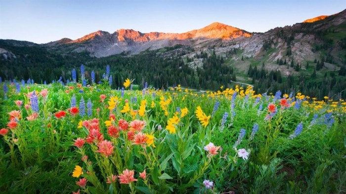 微软推出wildflowers 野花 4k 壁纸包 软餐